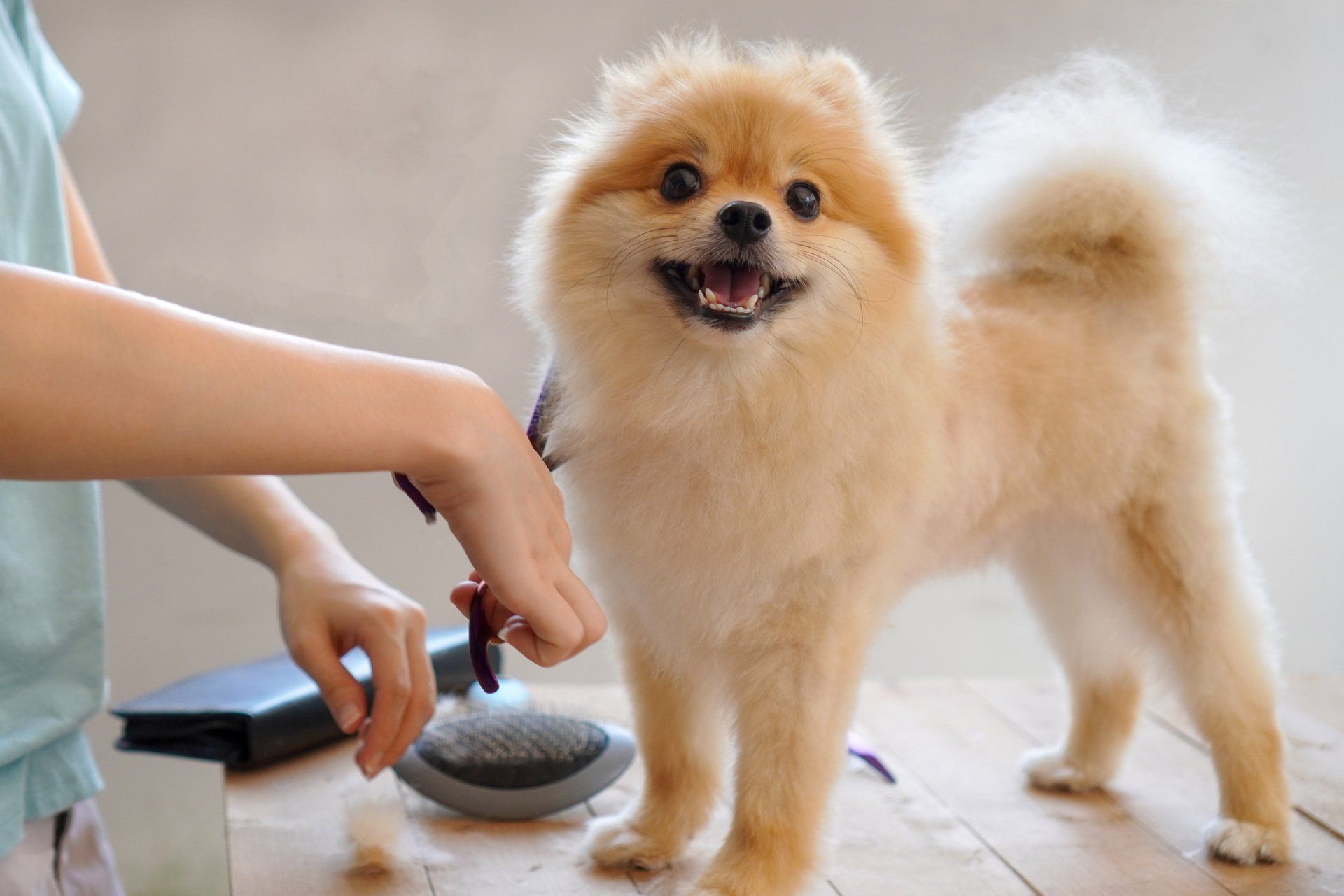 Dog Getting Trimmed — Maiden, NC — Howl-A-Day Inn Resort