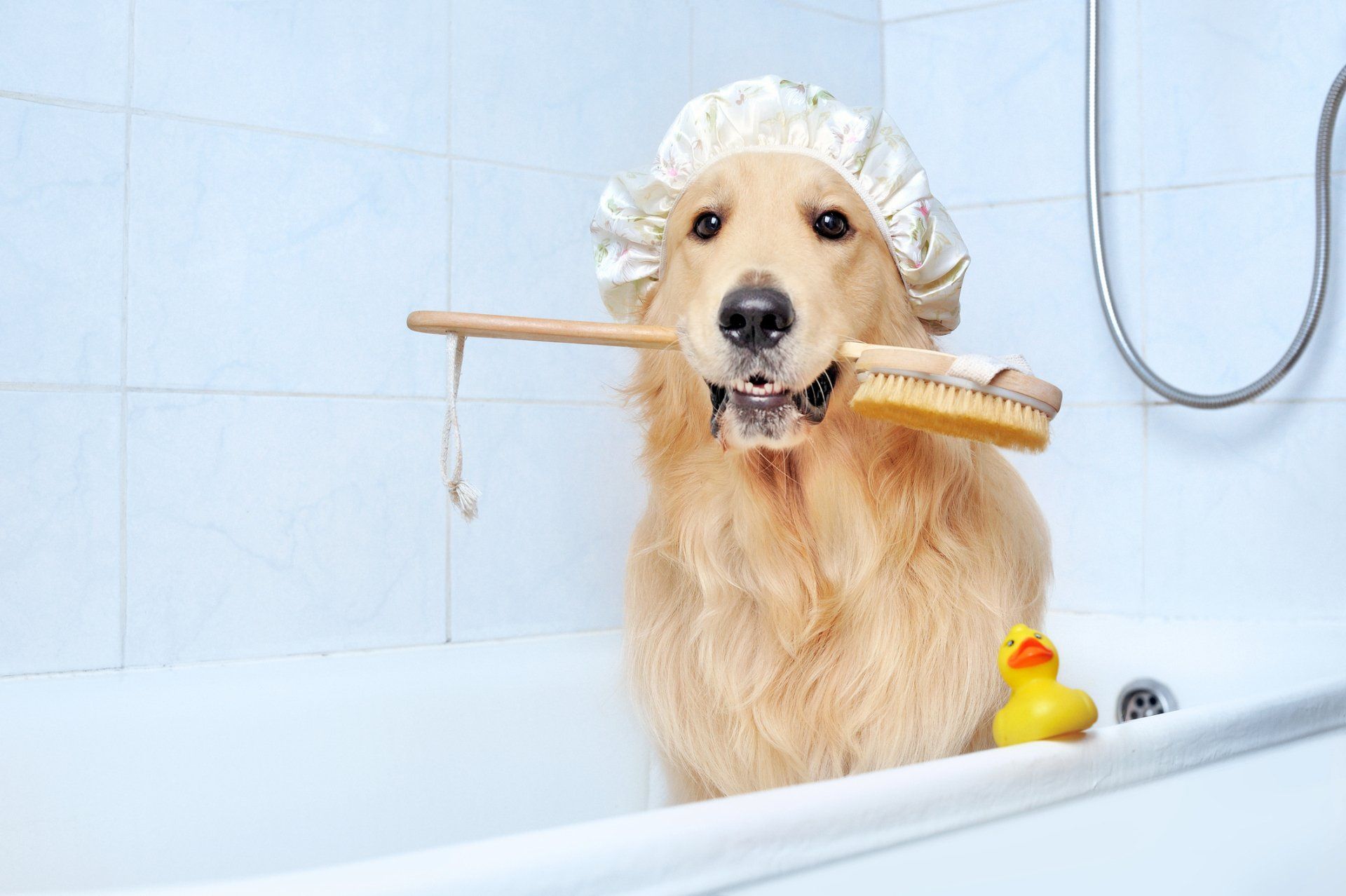 Dog Taking a Bath — Maiden, NC — Howl-A-Day Inn Resort