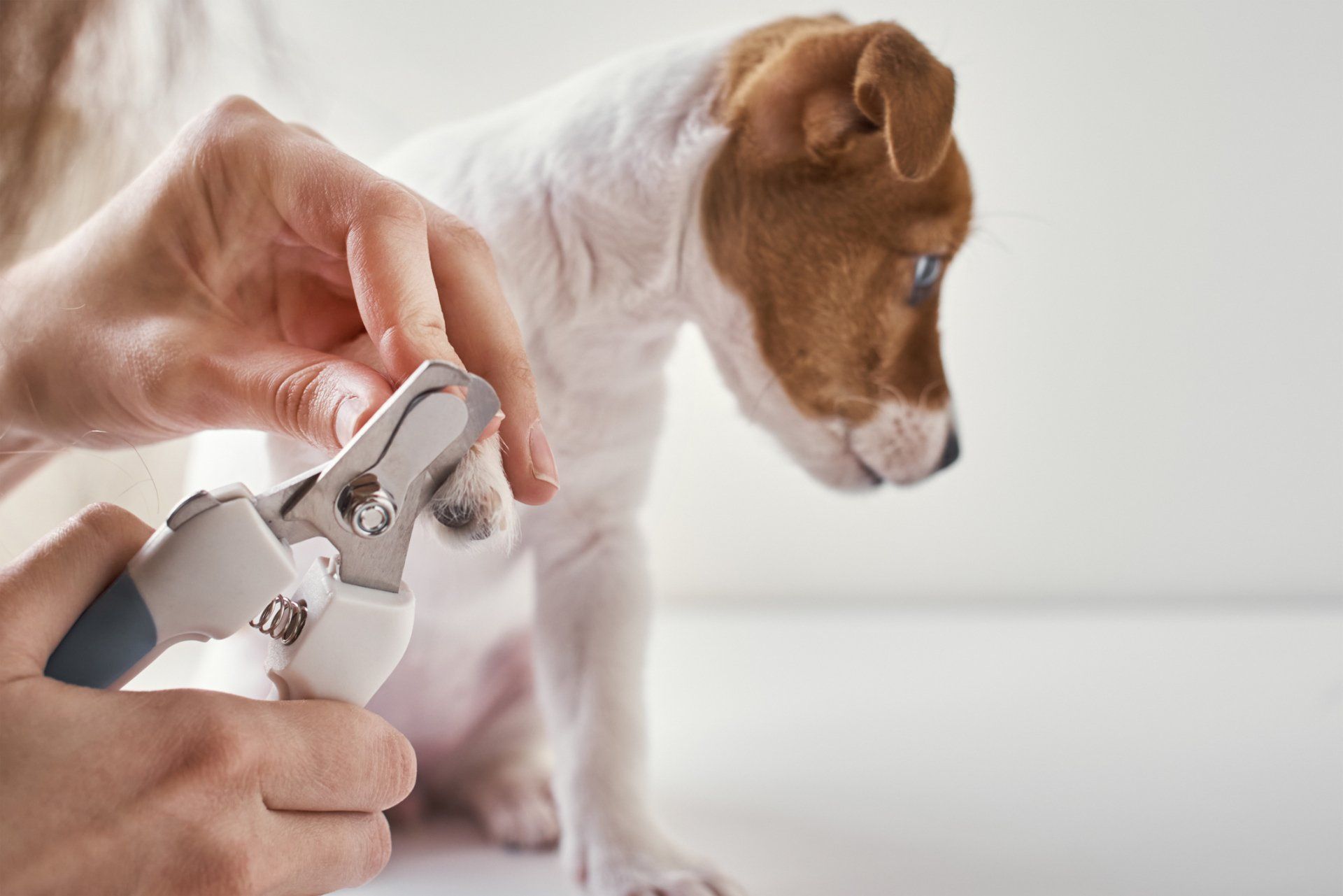 Dog Getting Nails Trimmed — Maiden, NC — Howl-A-Day Inn Resort