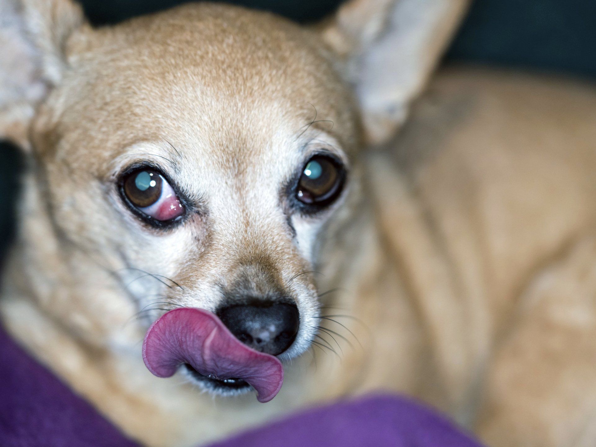 Dog with Sore Eye Glands — Maiden, NC — Howl-A-Day Inn Resort
