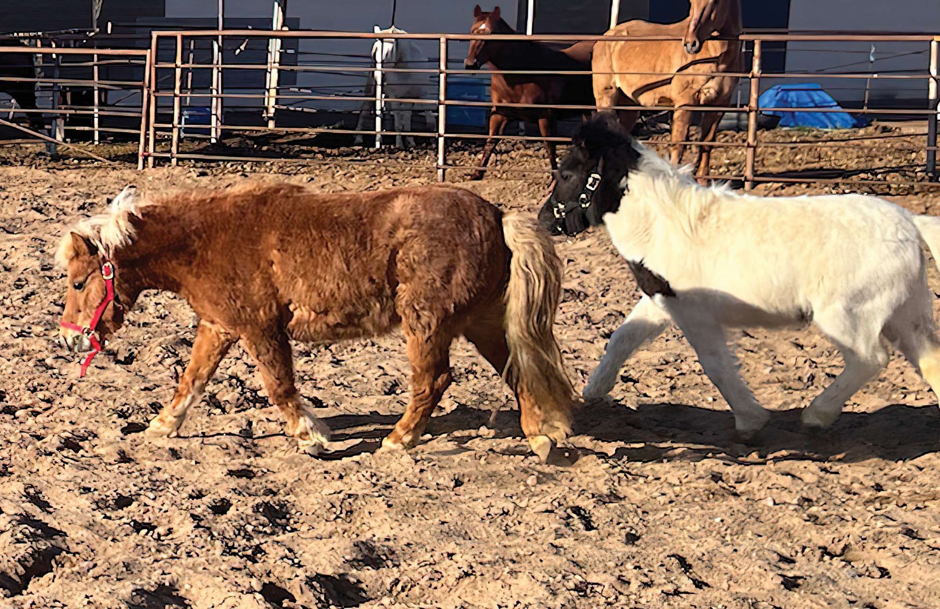 Mobile Equine Program