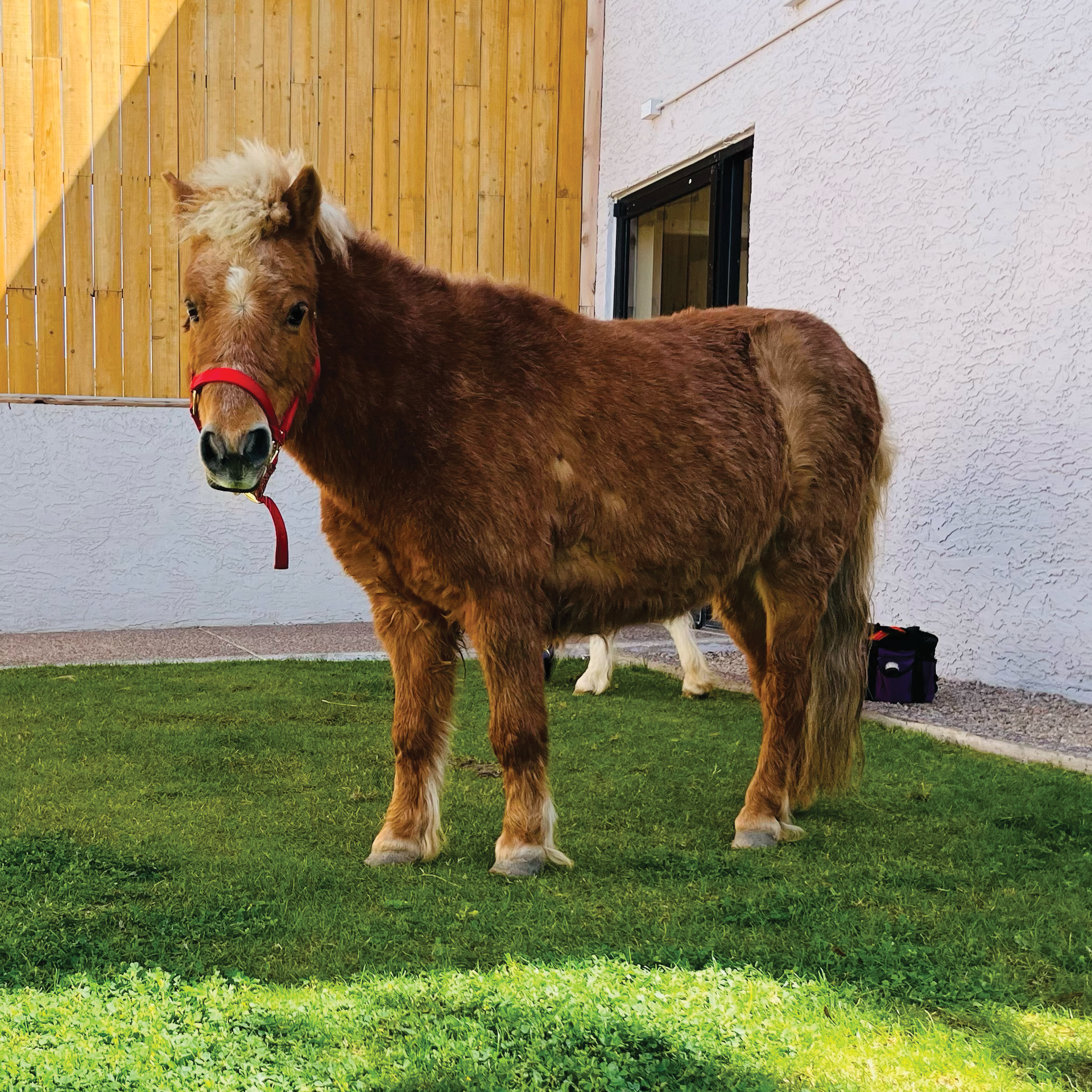 Mobile Equine Program