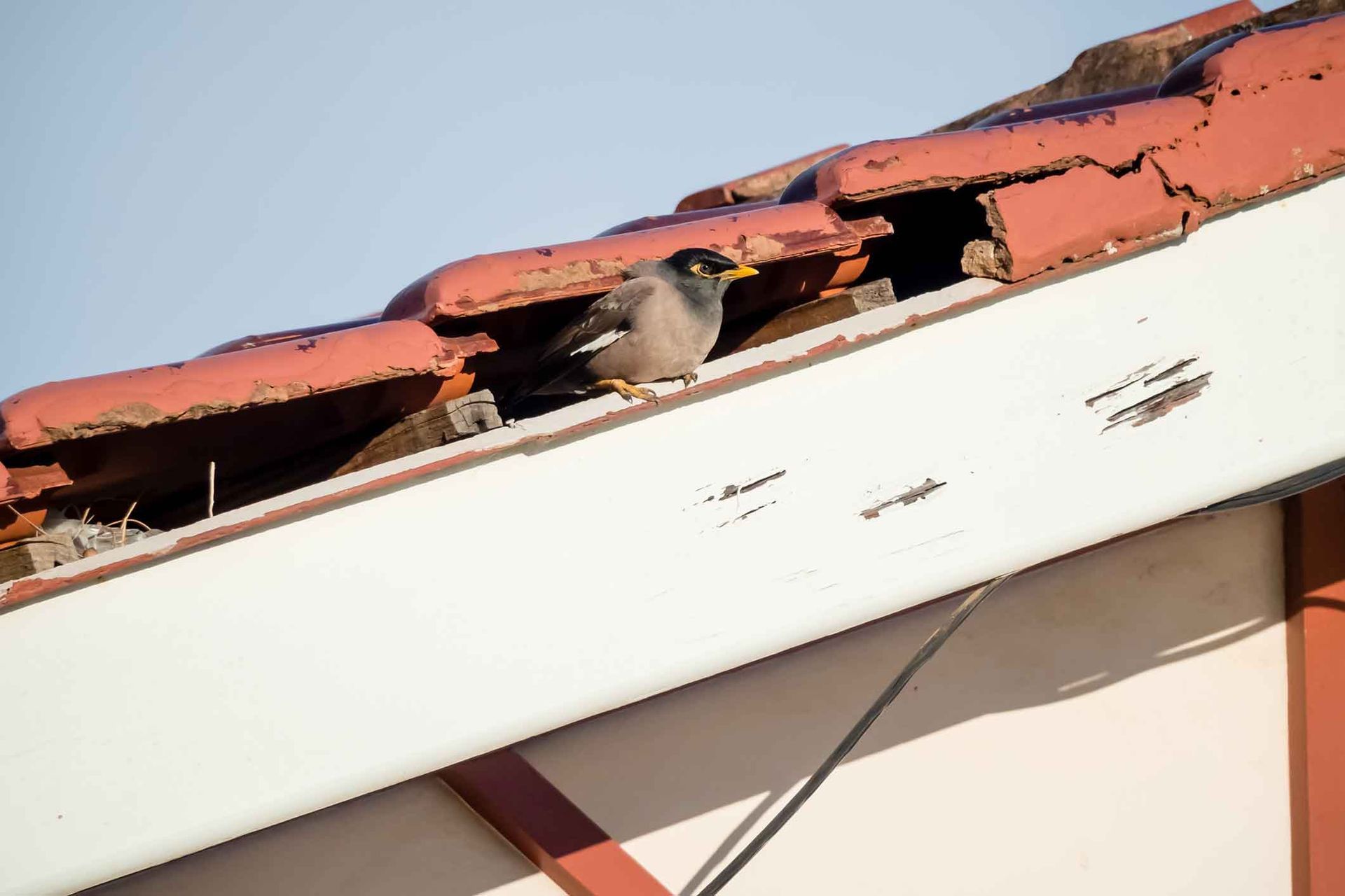 Indian Myna Nesting In Hole In Eaves Of House – Hornsby Heights, NSW - Donnelly Roof Repairs Pty Ltd