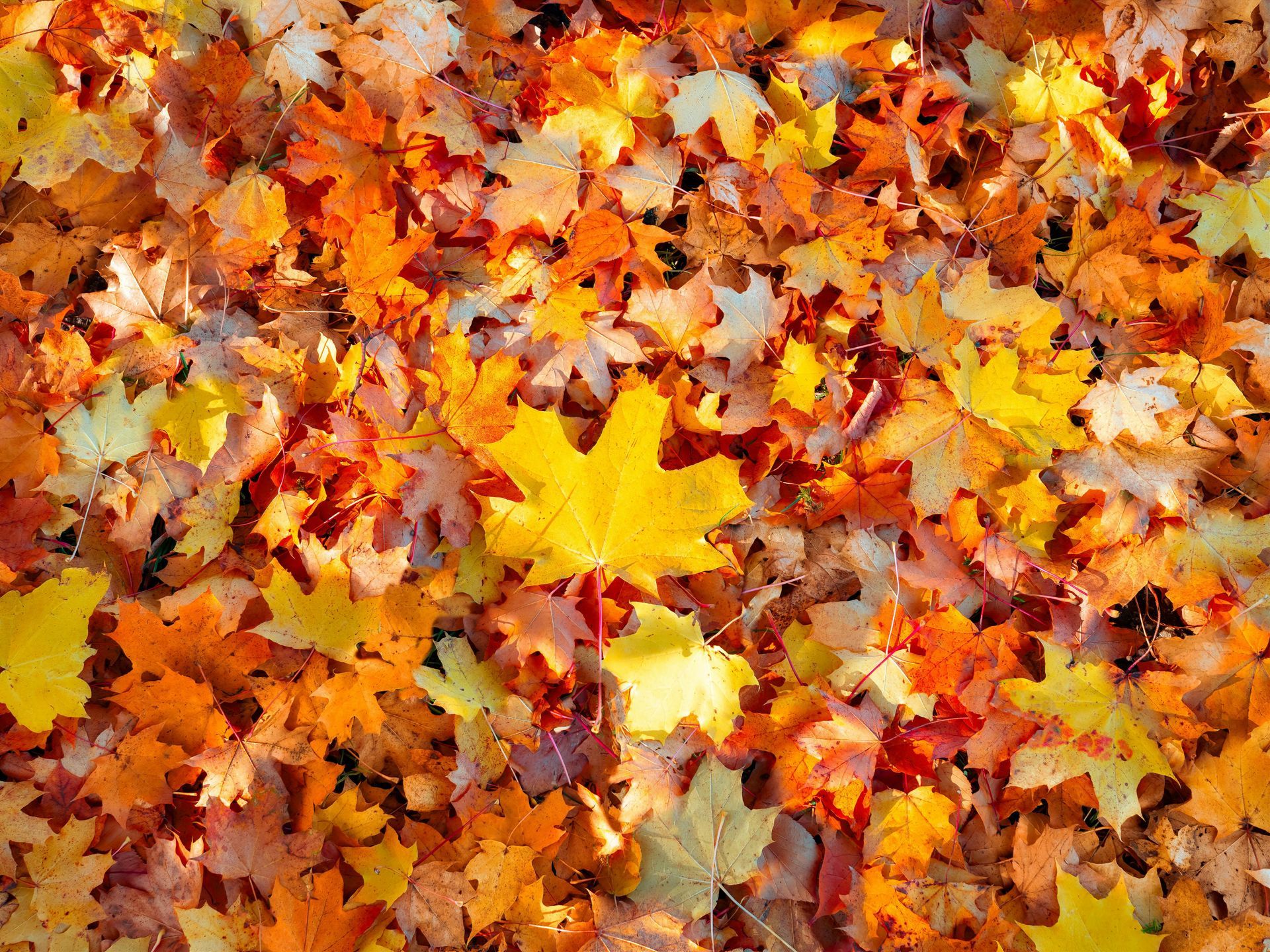 Pile of colorful autumn leaves: yellow, orange, and red on the ground.