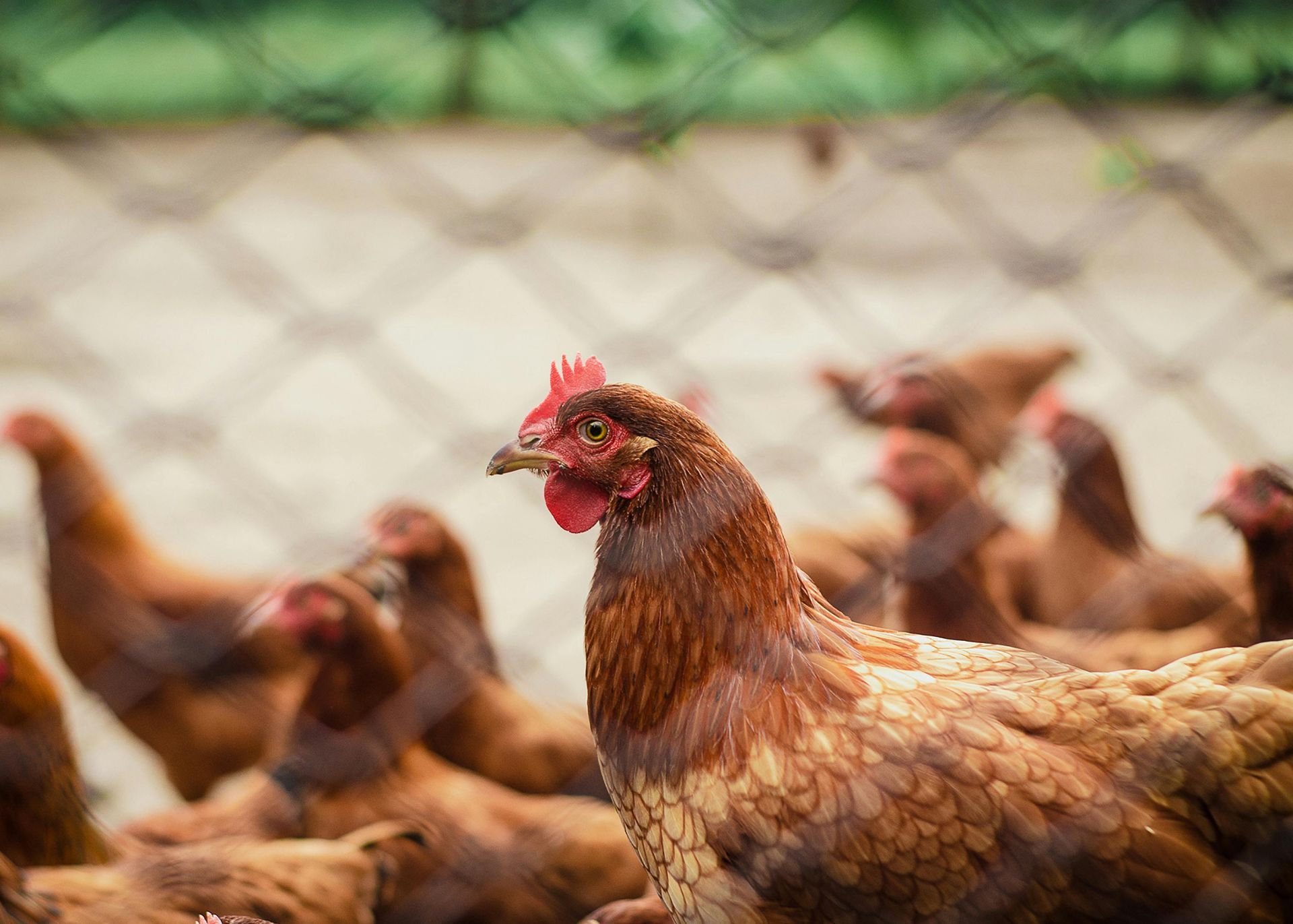 A group of brown chickens are standing in a fenced in area.