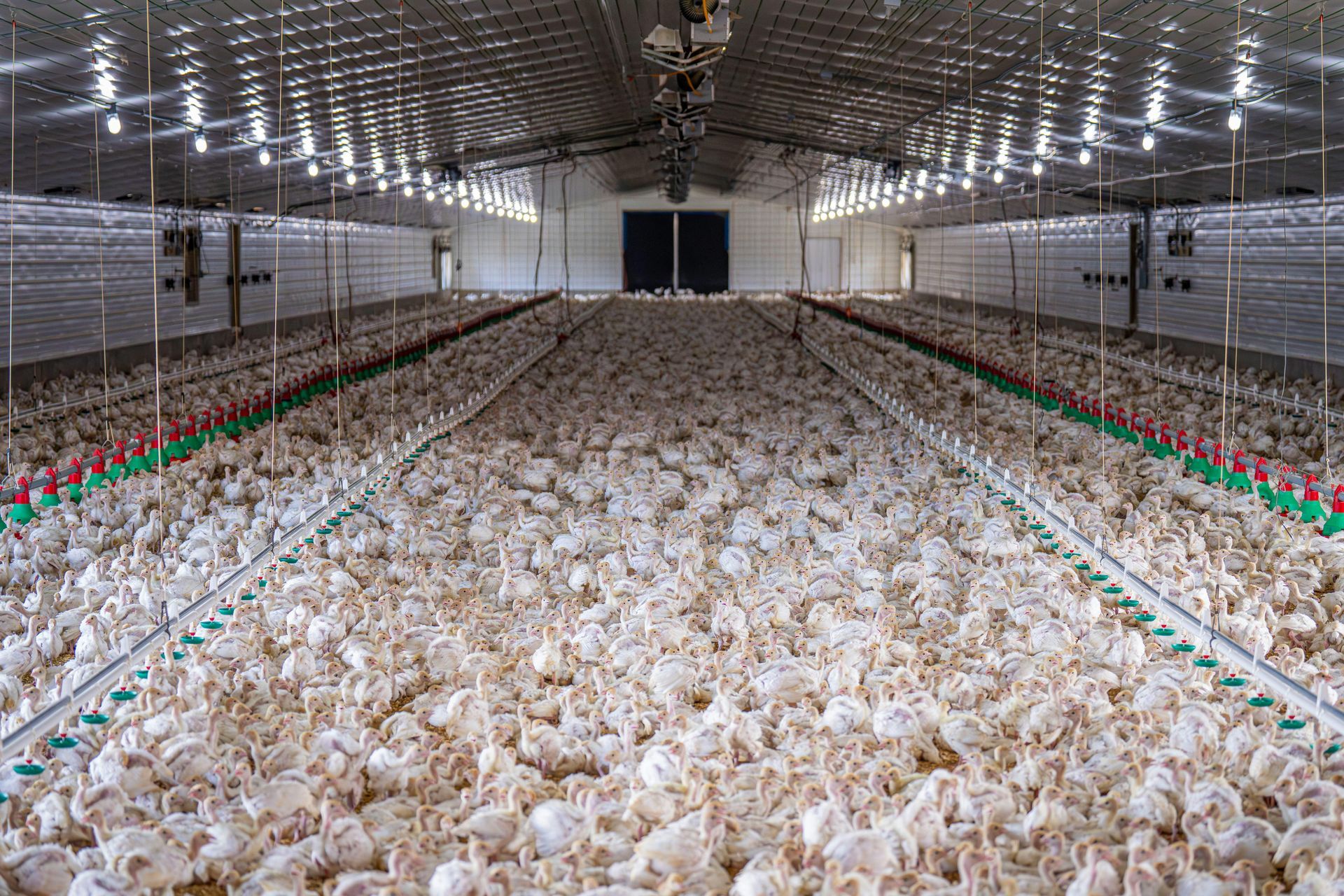 A large chicken coop filled with lots of white chickens.
