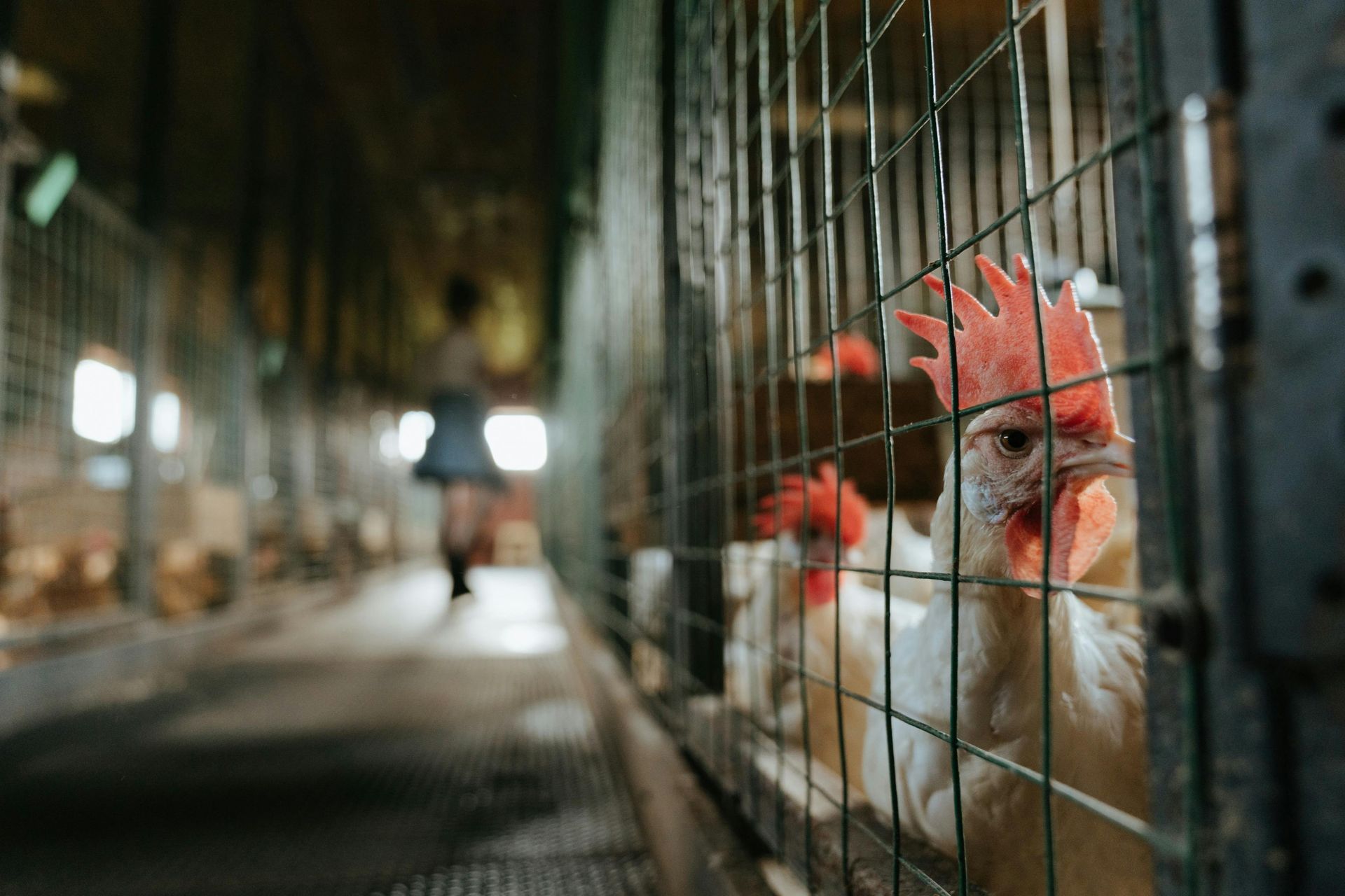 A chicken is looking out of a cage on a farm.