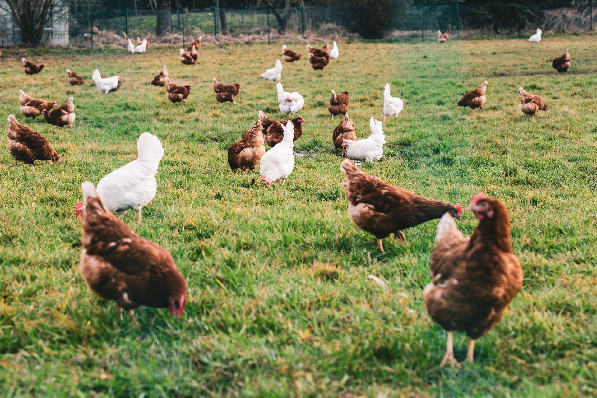 Chickens grazing on green grass in a field. Some are brown, some white.