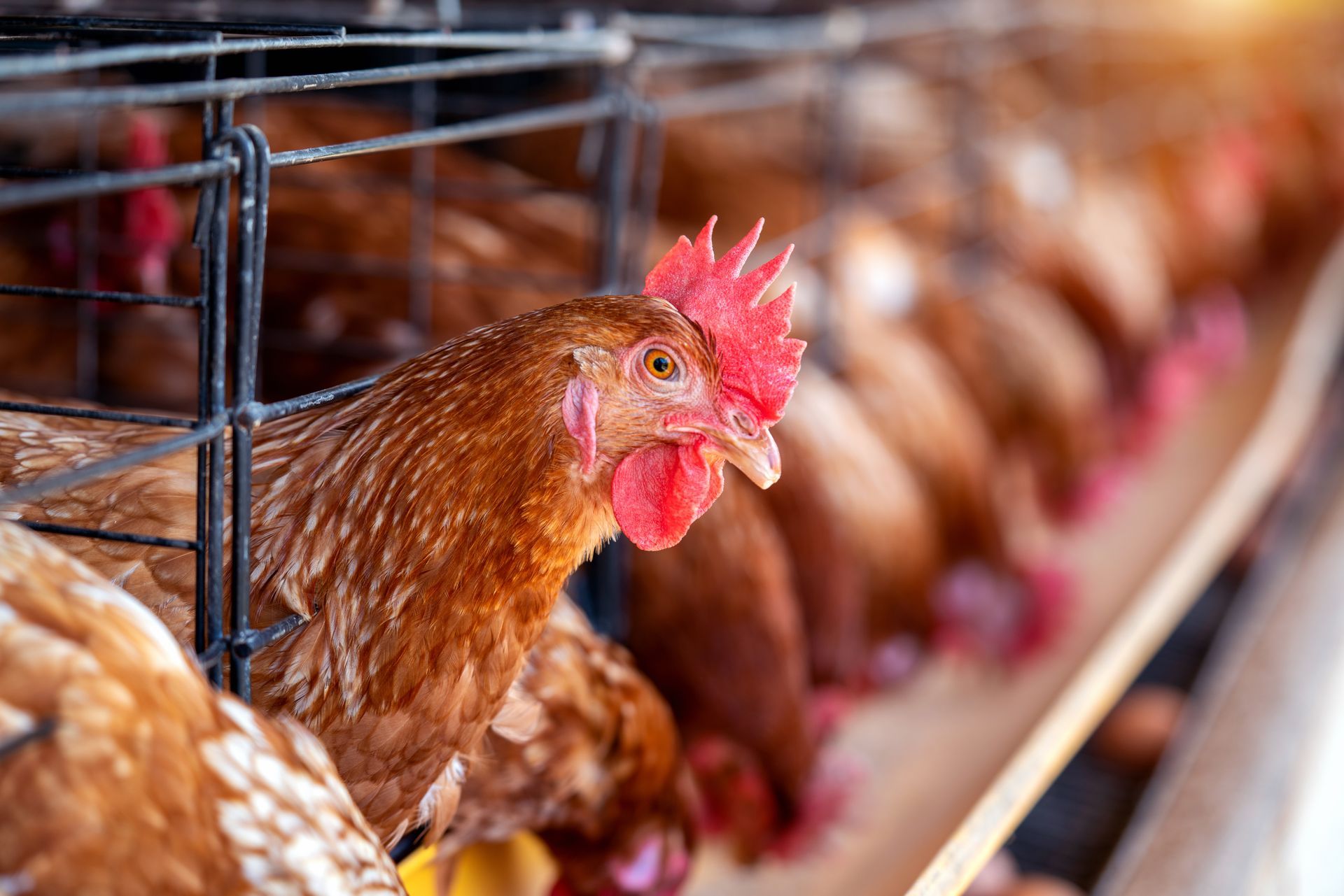 Brown hens in cages, one looking towards the camera, sunlight.
