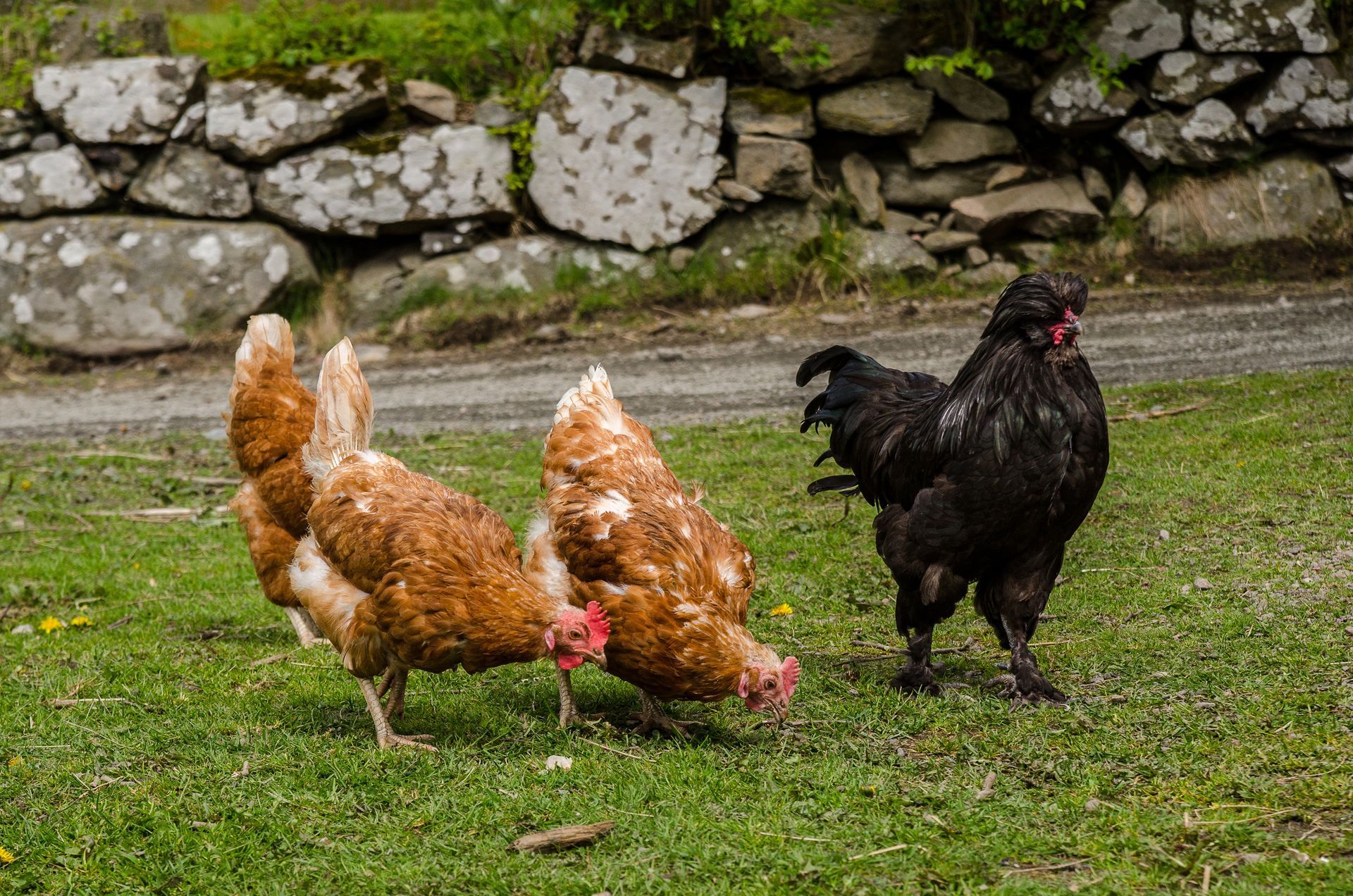 Three chickens in a grassy yard near a stone wall. One black rooster, two brown hens pecking the ground.