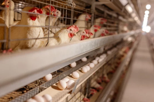 Chickens in wire cages, laying eggs on an industrial farm.