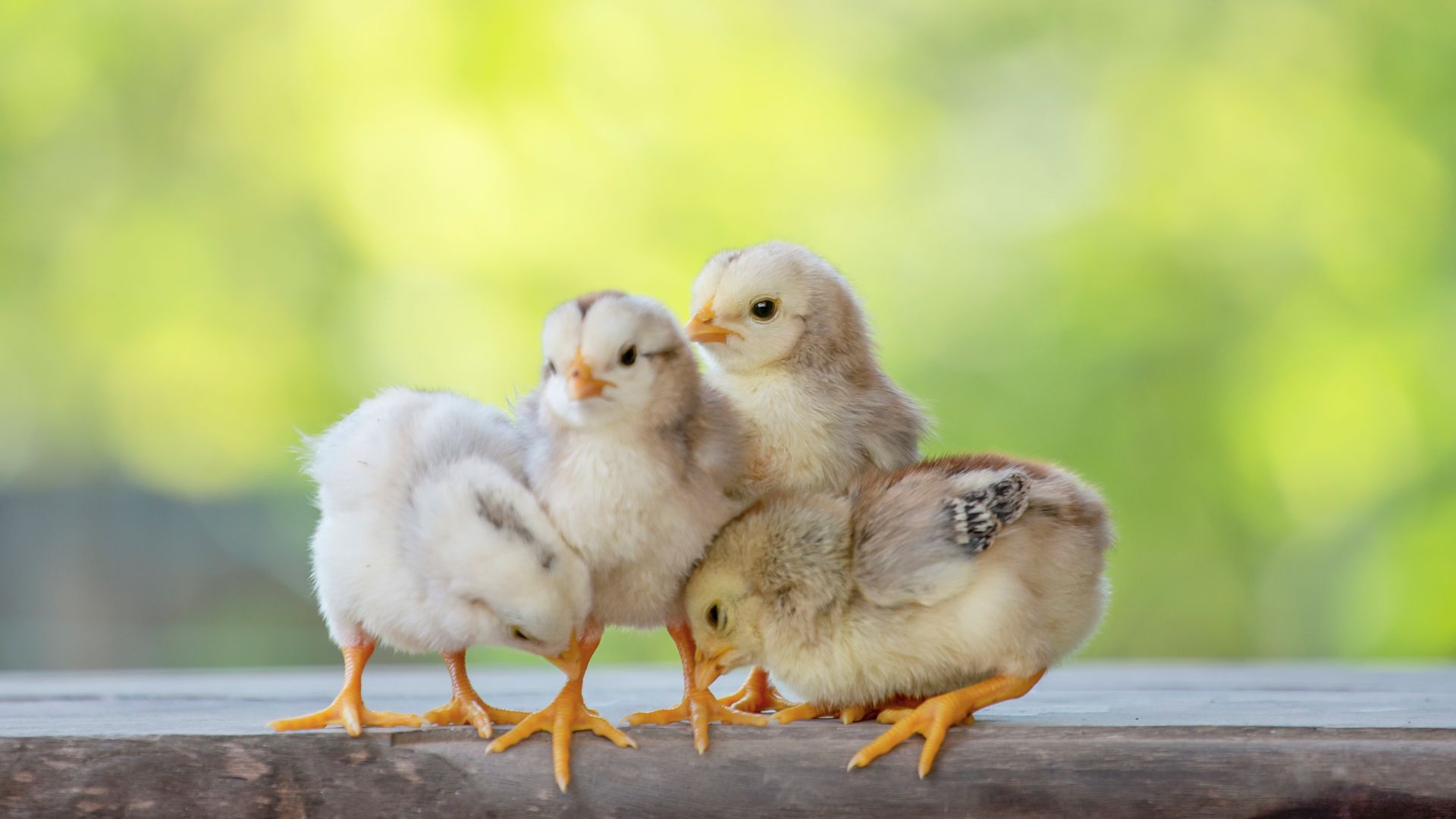 Four fluffy yellow chicks on a wooden surface, set against a blurred green background.