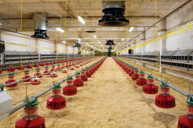 Interior of a poultry house with rows of red feeders, hanging lights, and a wood chip floor.