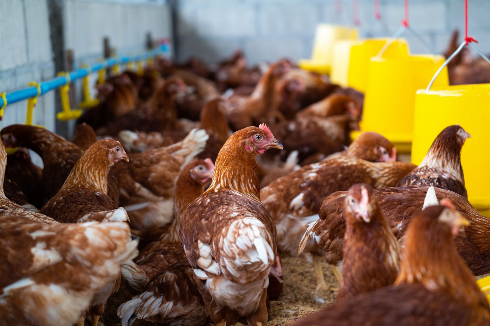 Chickens huddled together in a farm pen; yellow water containers are visible.