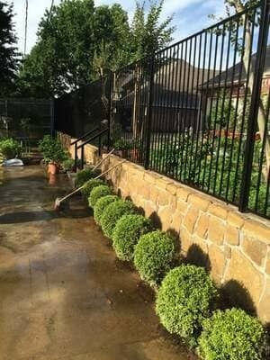 A row of manicured, round boxwood shrubs lines a light-colored stone retaining wall topped with a black metal fence.