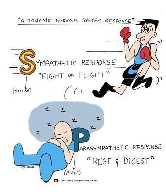 crossfit holland nervous system education - autonomic nervous system response