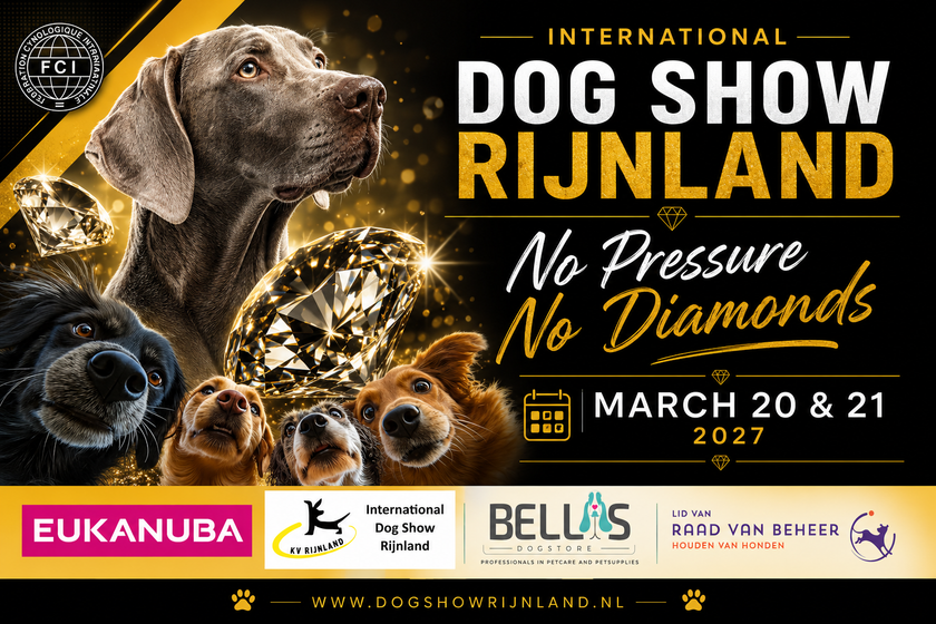 Poster voor een internationale hondenshow met vier honden, gouden glitters en de tekst 