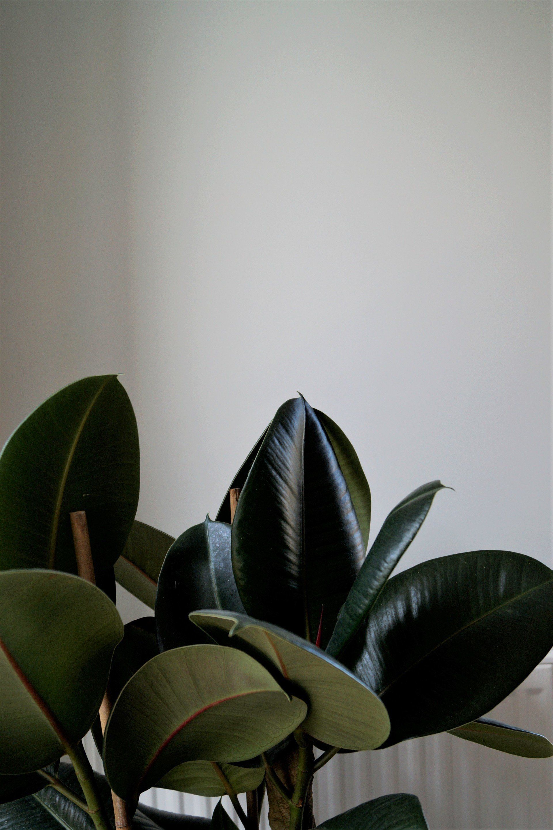 Planten geven een slaapkamer zuurstof en sfeer.