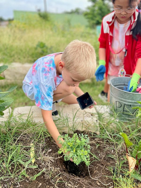 A young boy is planting a plant in a garden.