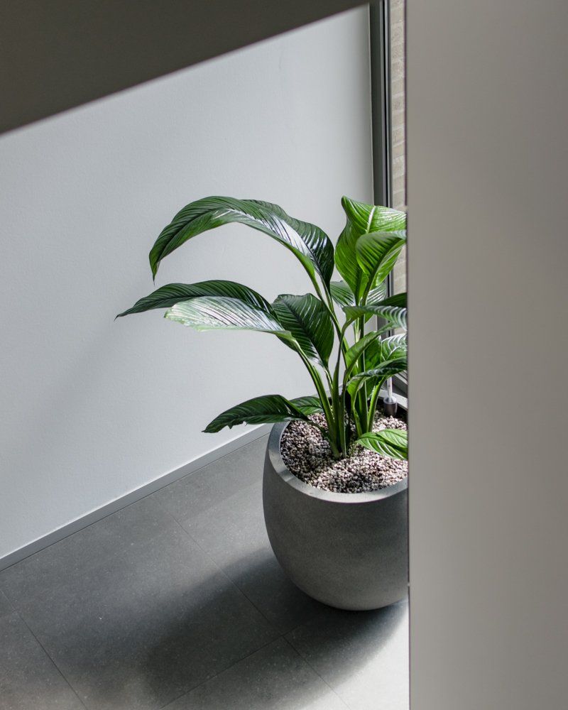 Bofidi_InteriorPlant
