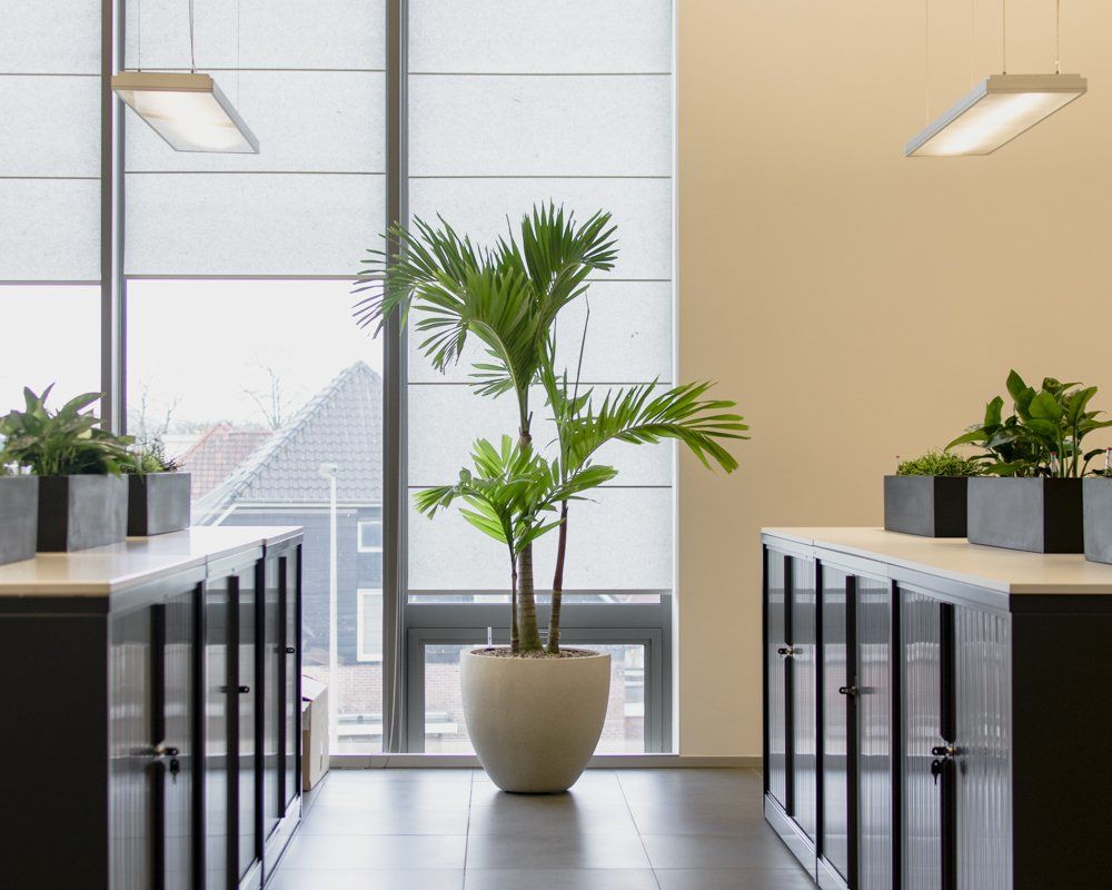 Bofidi_Plant_Doorgang