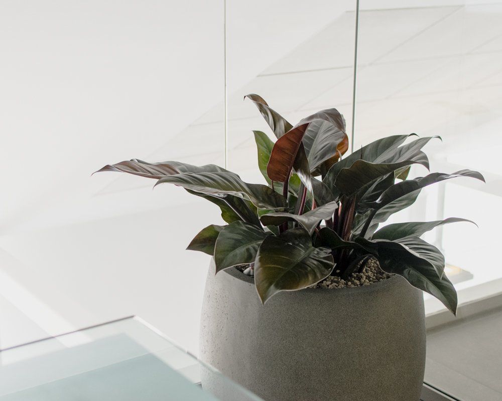 Bofidi_InteriorPlants