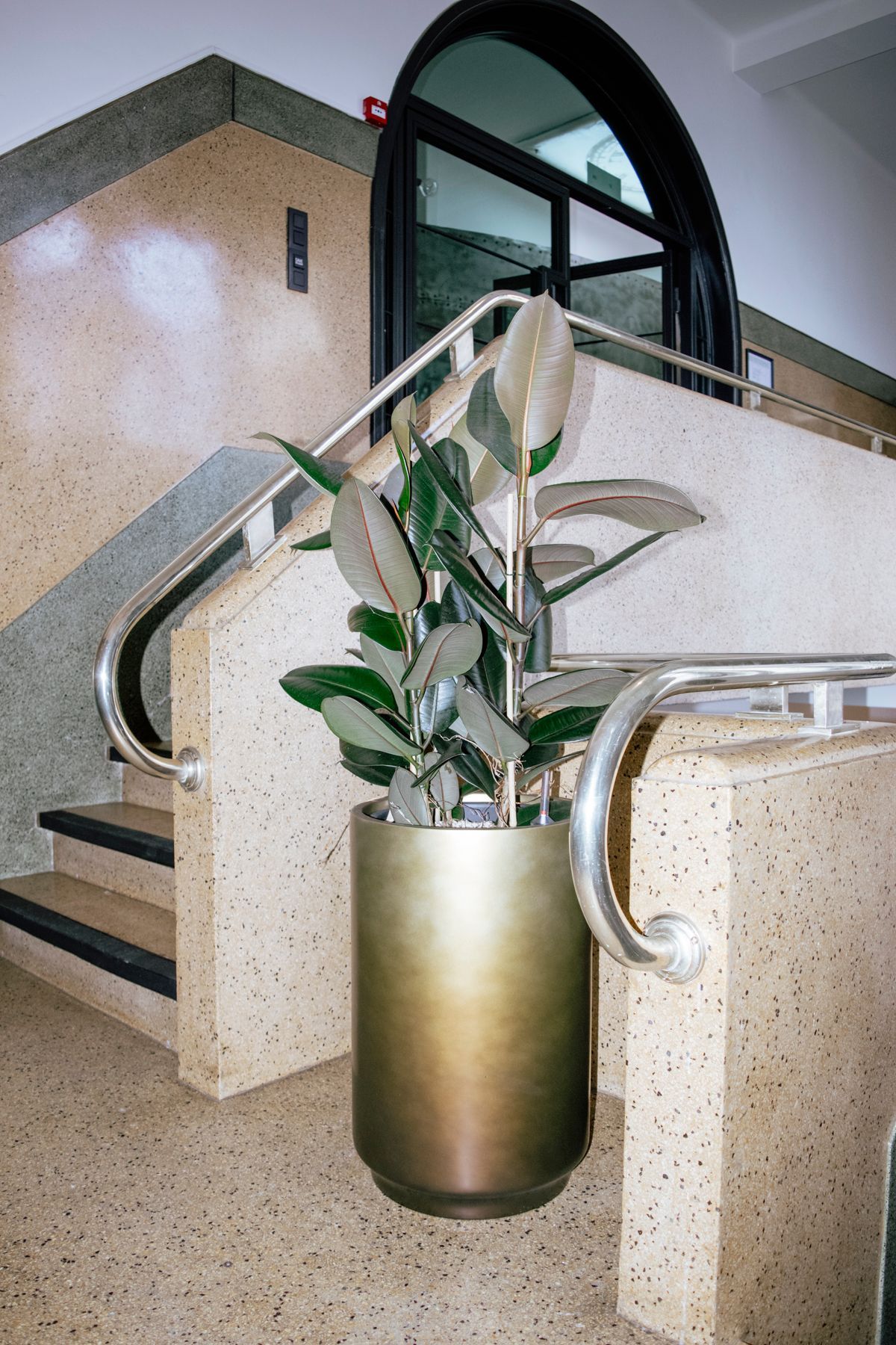 Een hoge rubberplant in een pot staat op een overloop tussen twee beige, gespikkelde trappen met metalen leuningen.