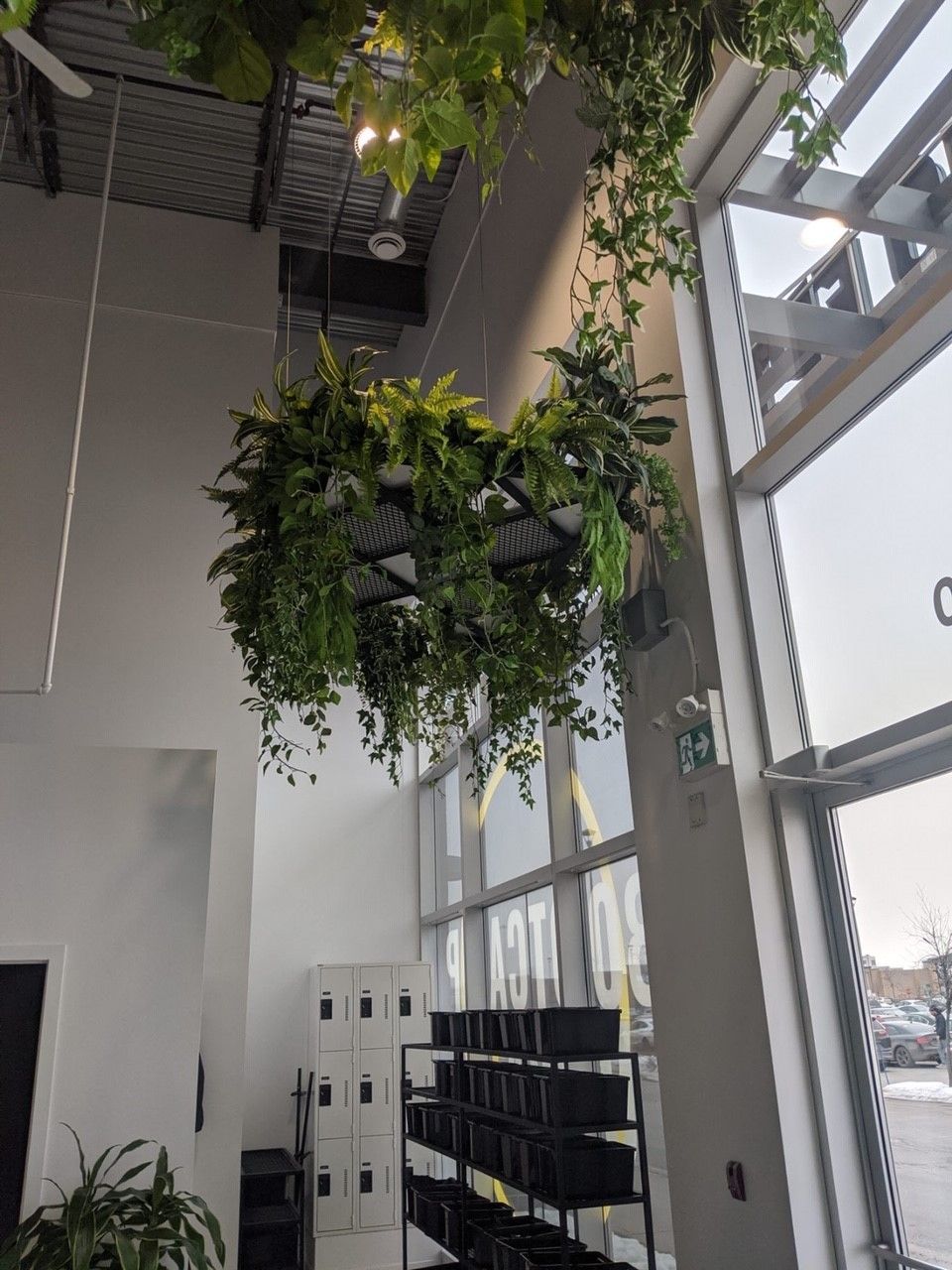 Paniers suspendus de verdure dans un espace intérieur avec de grandes fenêtres et des conteneurs de rangement noirs.