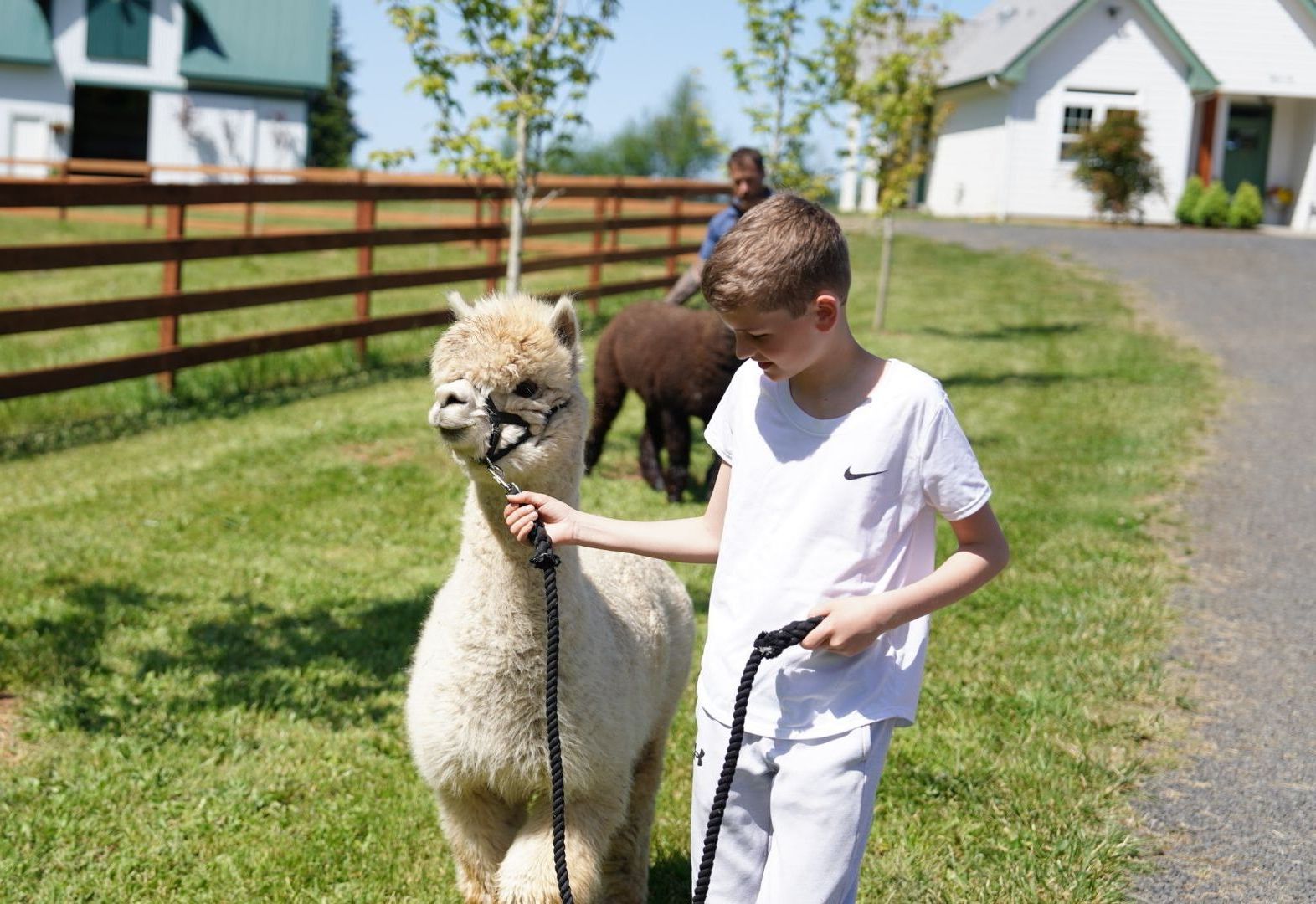 Boy leads a light-colored alpaca on a leash near a grassy area with a wooden fence and buildings.