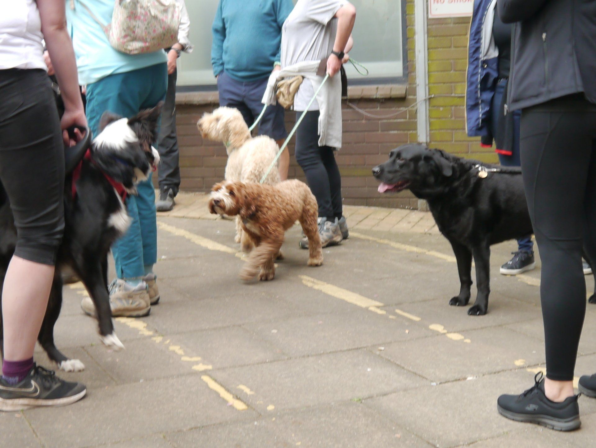Group of four large dogs meeting outside county court