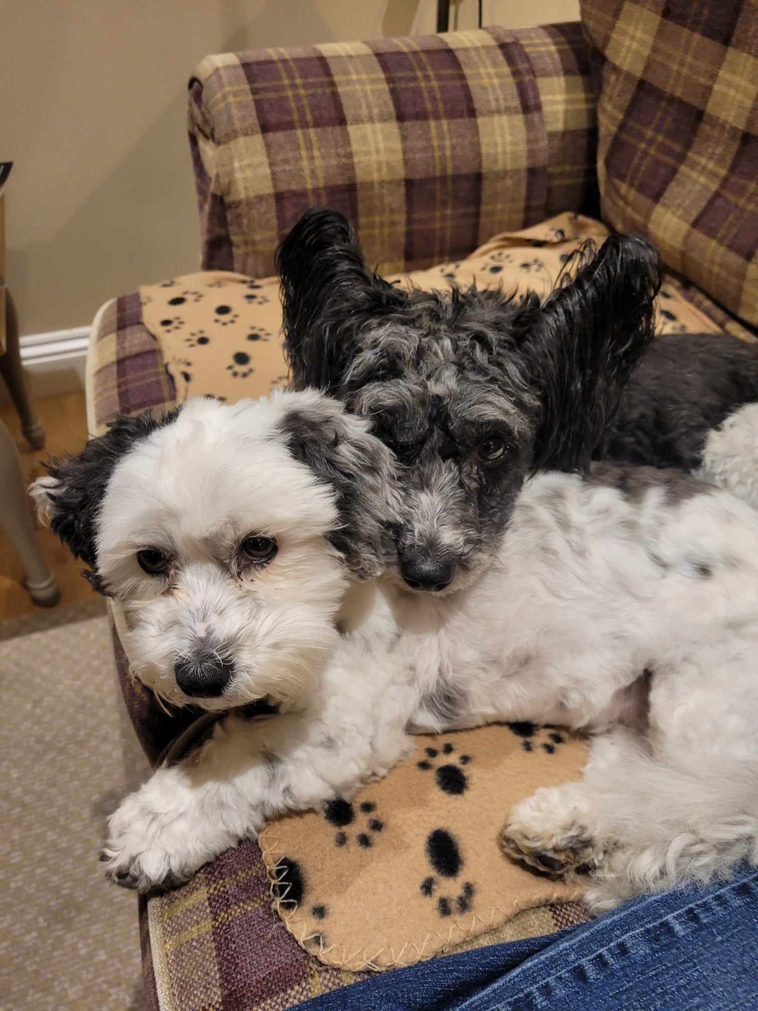 Pudding white dog small with black ears, Pippin is a black small dog. Pippin in cuddled up to pudding, with her head on her back in a tartan basket