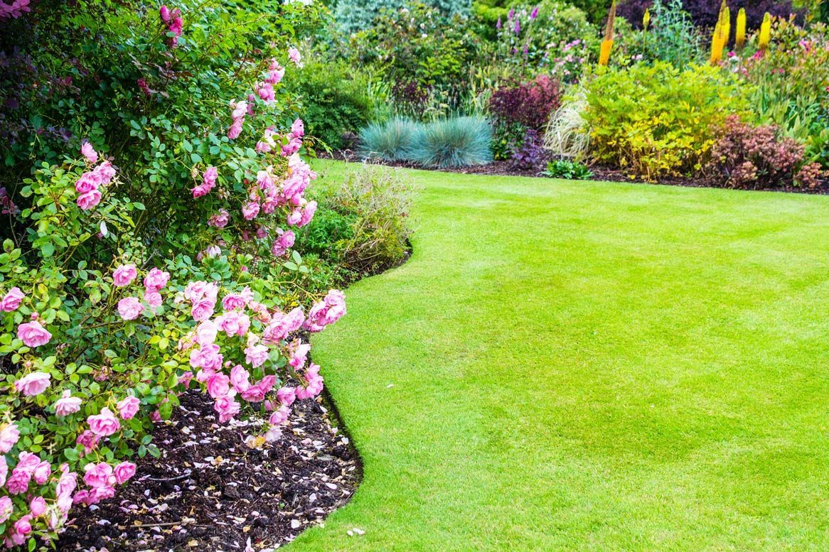 Lush green lawn borders a flower bed with pink roses. Other colorful plants fill the garden.
