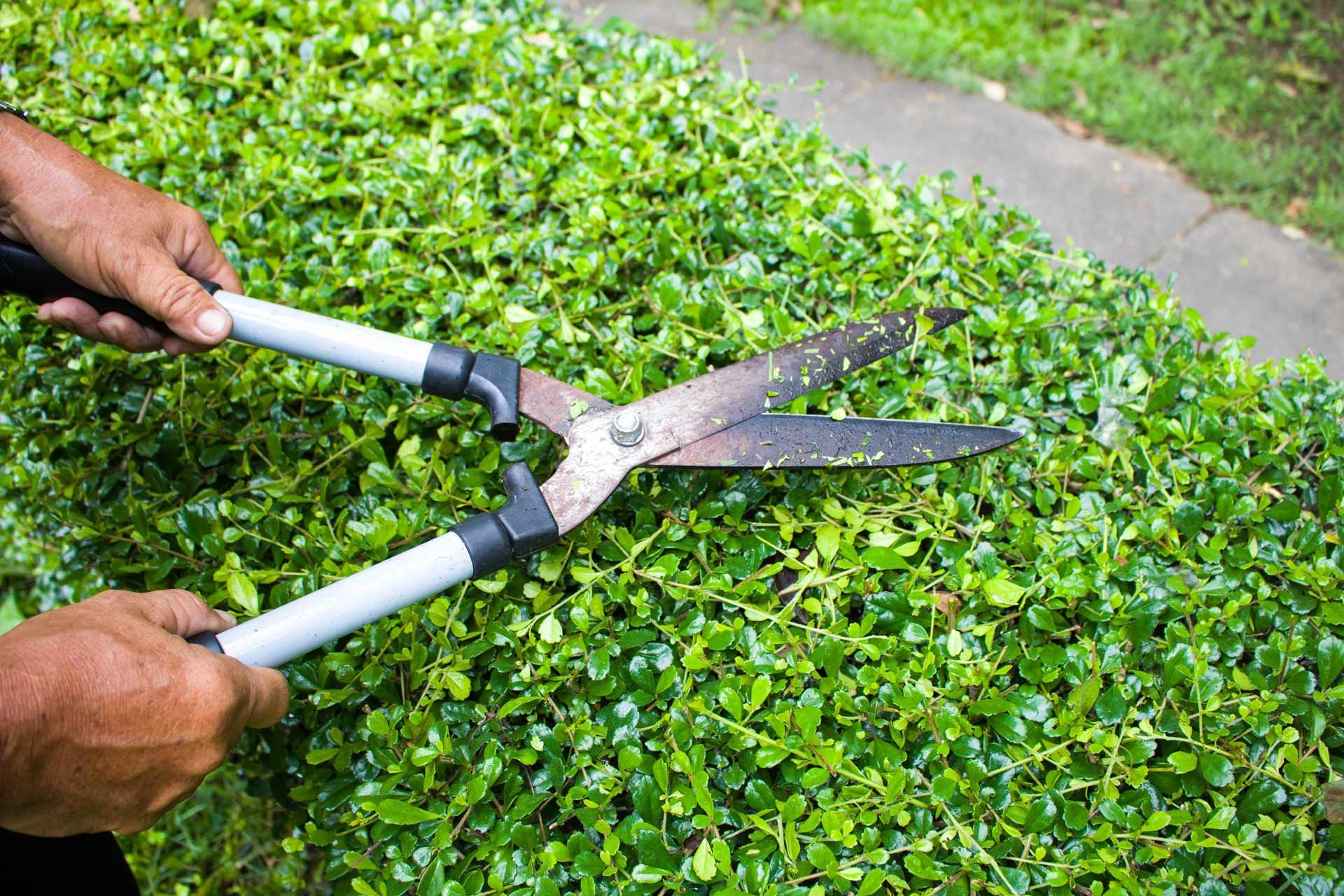 Hands trimming a green hedge with long-handled shears.