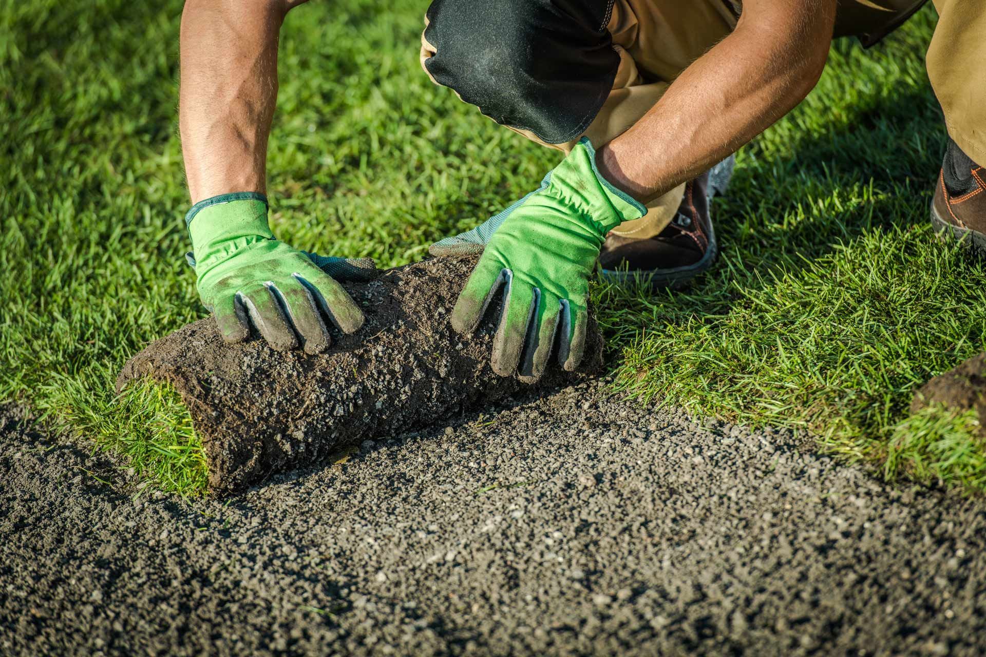 Person in green gloves lays a rolled sod piece on prepared ground.