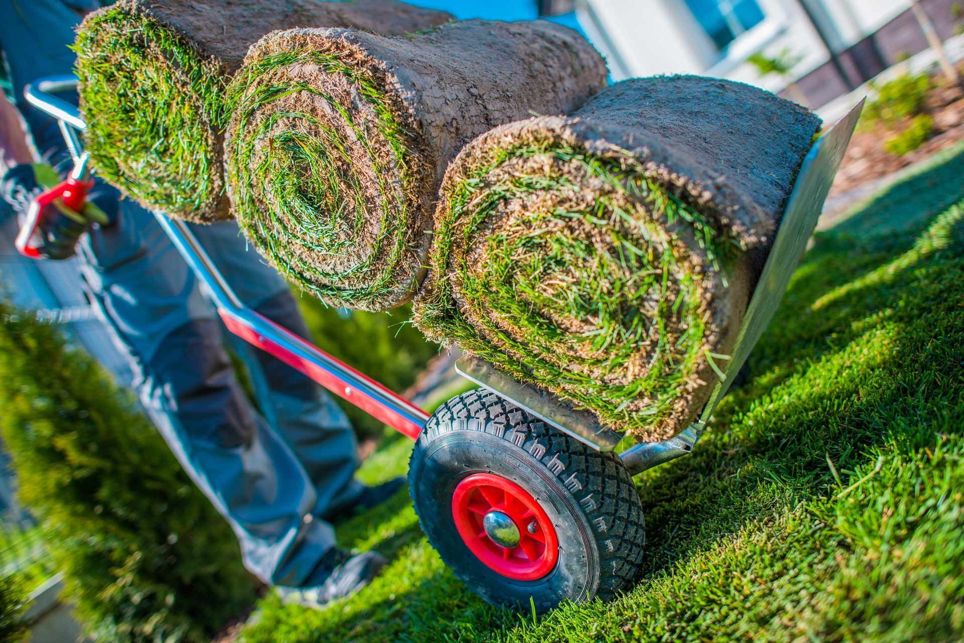 Person using a hand truck to transport rolls of sod on a lawn.