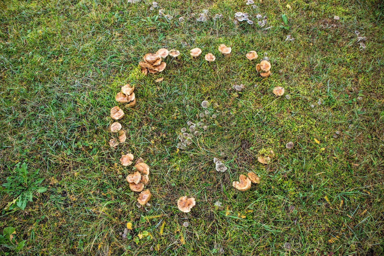 Circle of brown mushrooms growing in green grass.