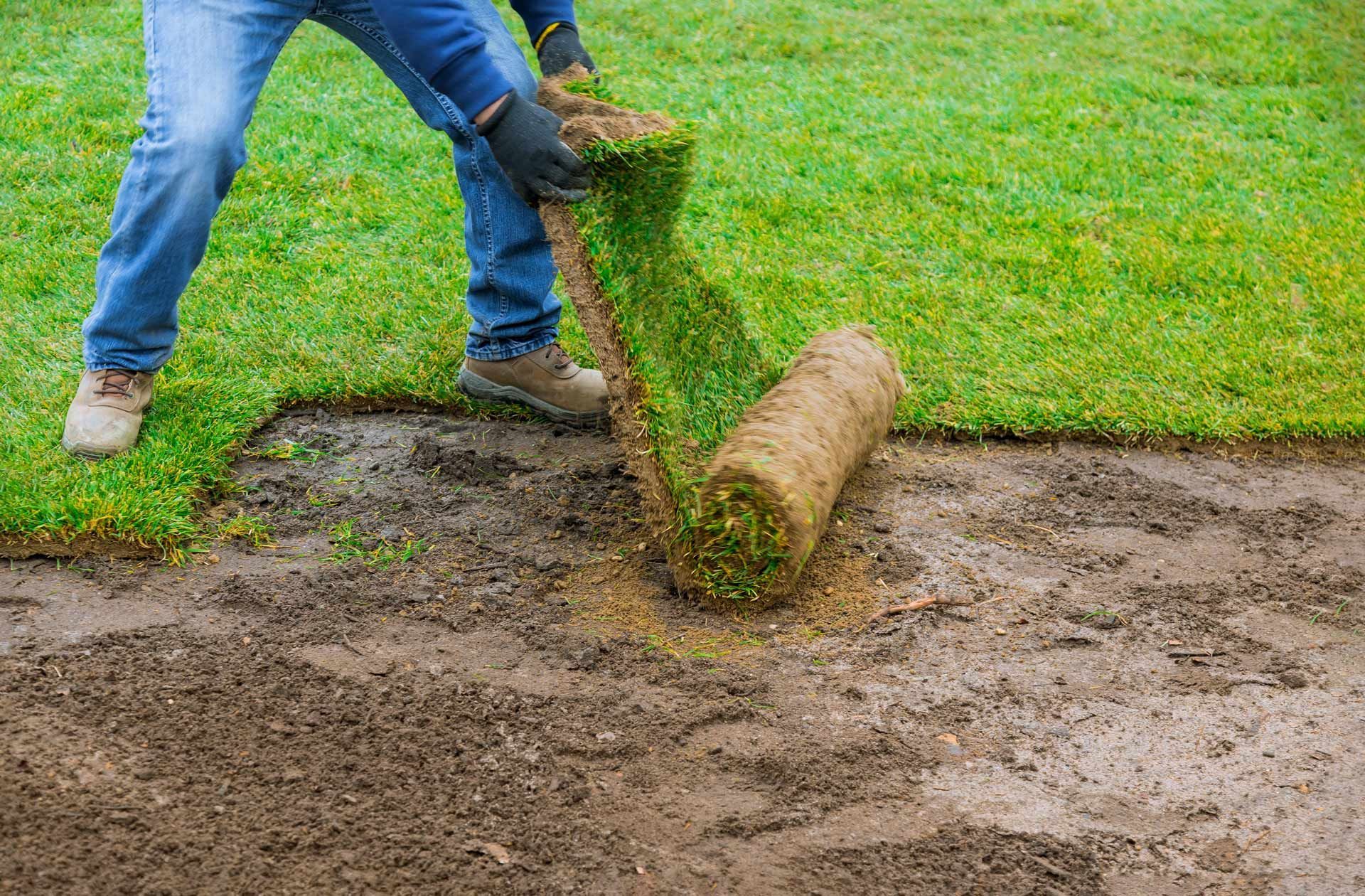 Person laying sod rolls on prepared soil, green grass, outdoors.
