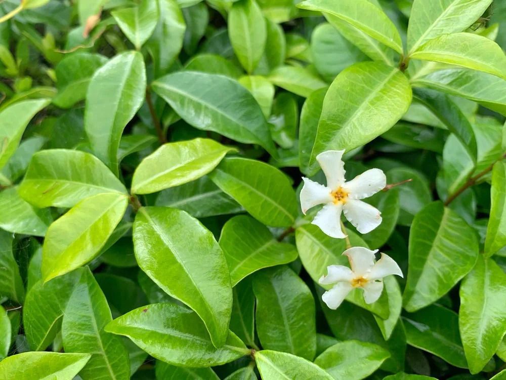 Green leaves and small white flowers with yellow centers.