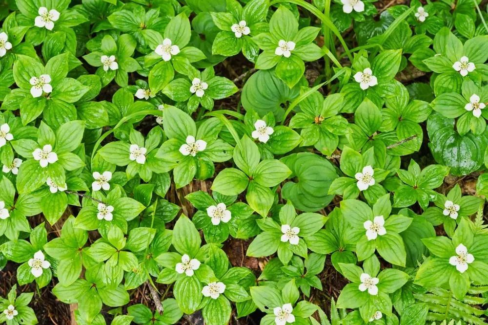 Green ground cover with small white flowers.