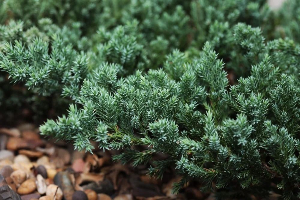 Low-growing, bluish-green juniper shrub with scale-like foliage. Partially visible, light brown pebbles in foreground.