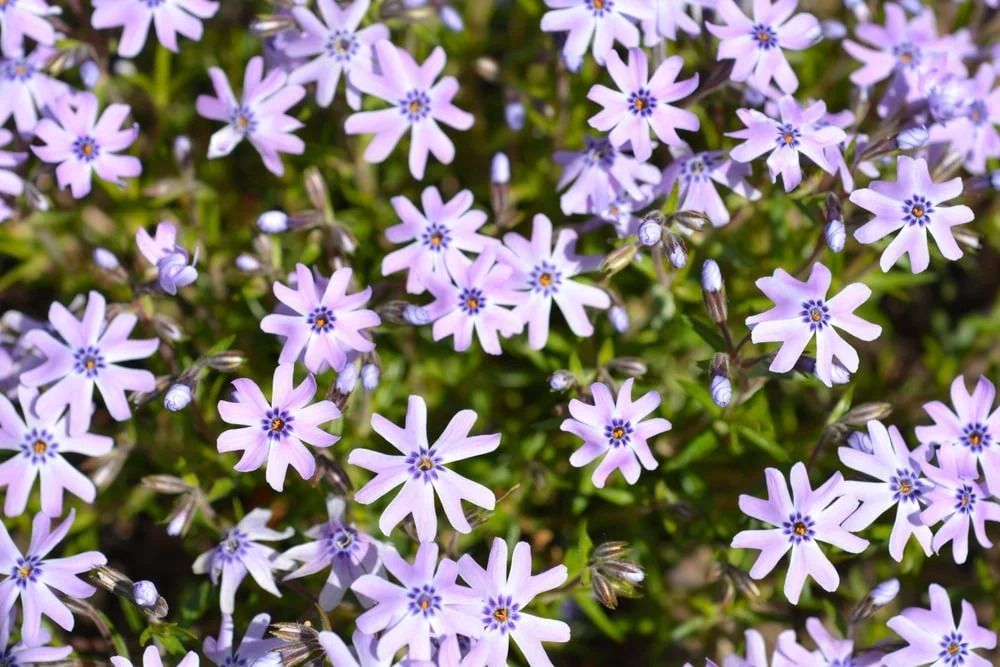 Purple phlox flowers blooming with green foliage.