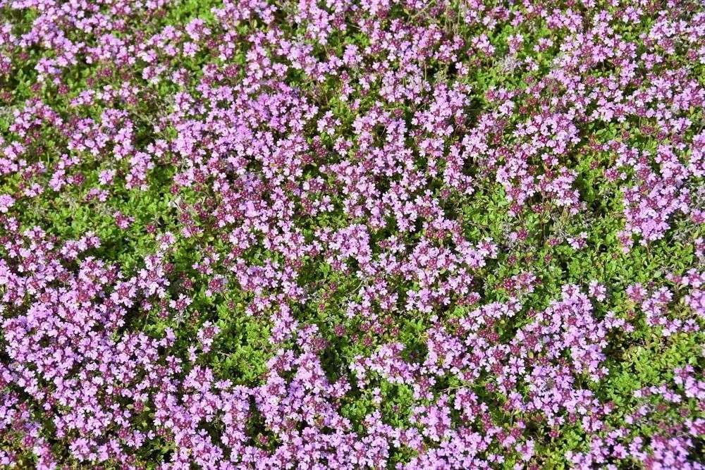 Pink flowering creeping thyme covers a green ground cover.
