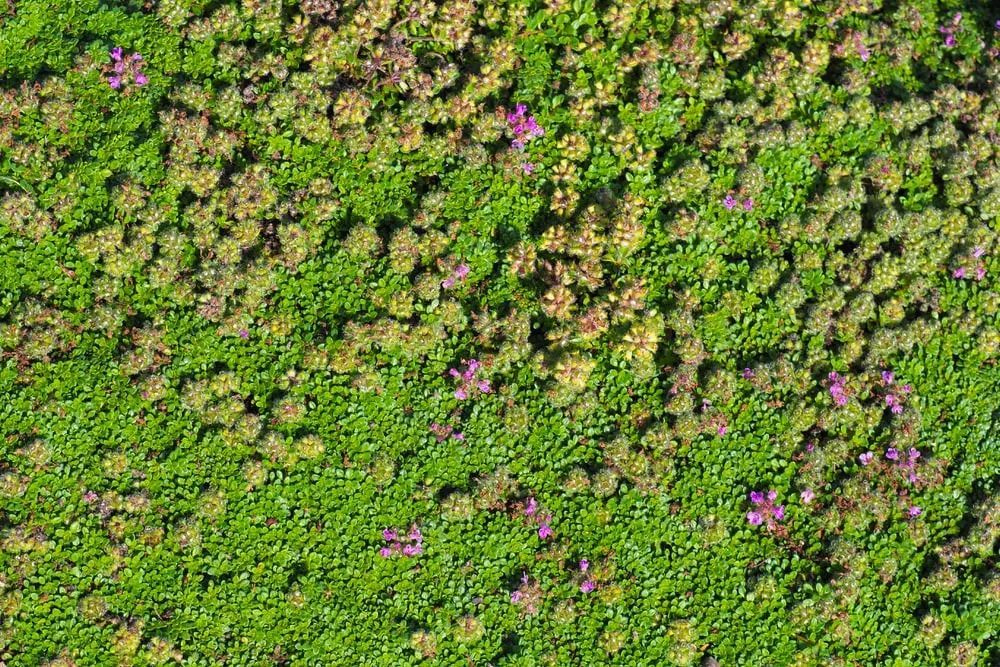 Green roof with varied green and tan plants, some purple flowers.