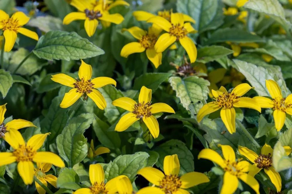 Yellow flowers with narrow petals and brown centers among green foliage.