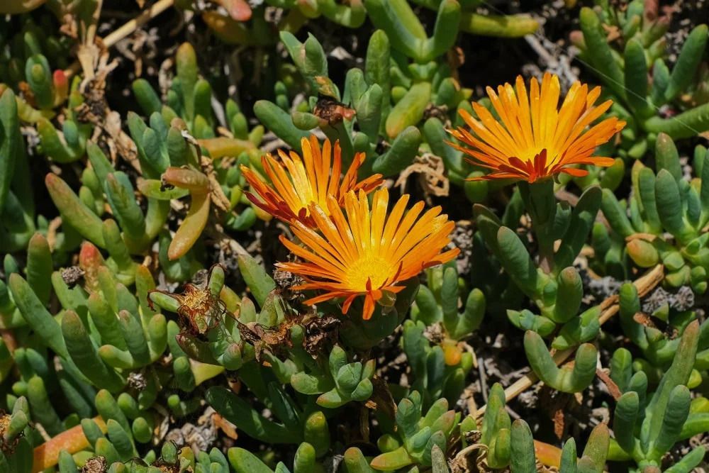 Orange flowers bloom amidst green, succulent foliage.