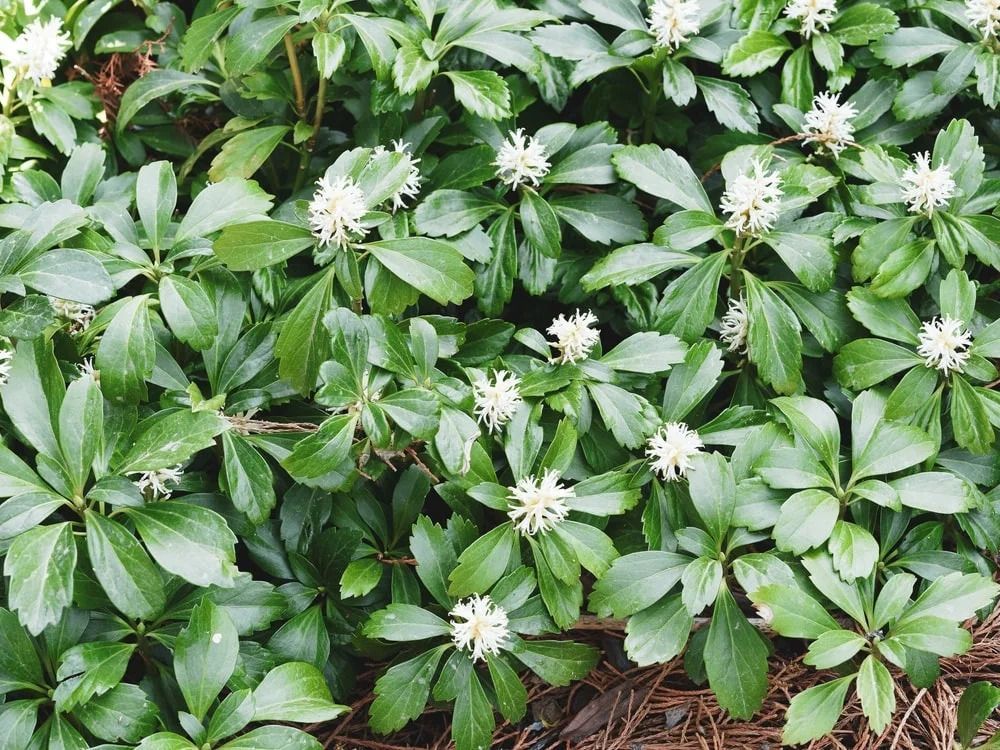 Green pachysandra ground cover with white flower clusters.