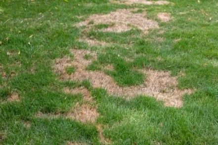 Patches of brown, dead grass surrounded by healthy green grass.