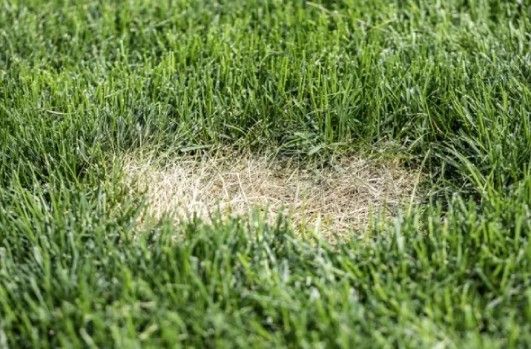 Patch of dead, brown grass surrounded by healthy green grass.