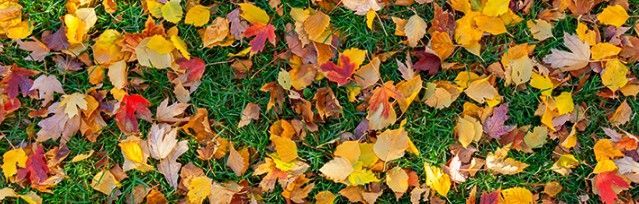Colorful fallen leaves scattered on green grass.
