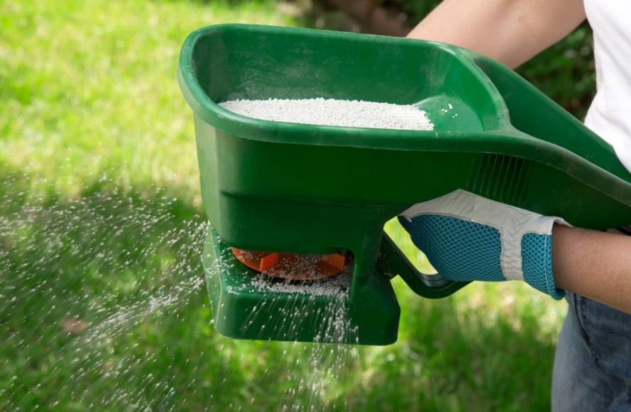 Person wearing a blue glove spreading white granular fertilizer on a green lawn with a green handheld spreader.